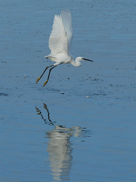Silkkihaikara, Little Egret, Egretta garzetta